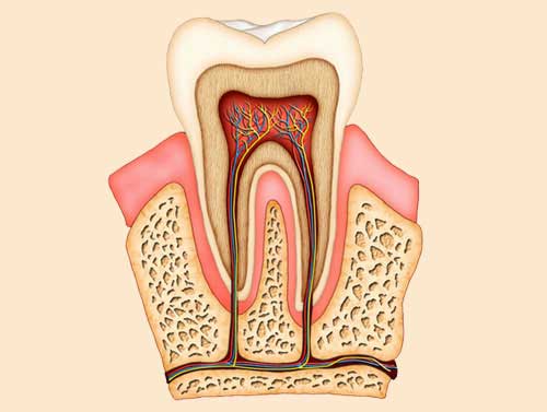 root-canal